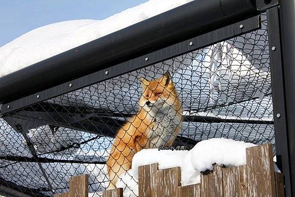 旭山動物園