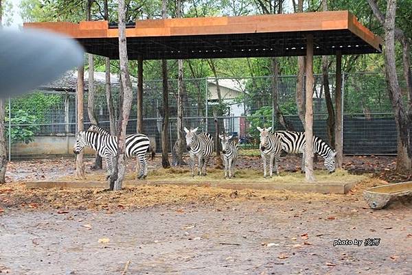 夜間動物園