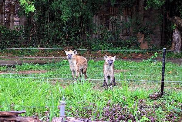 夜間動物園