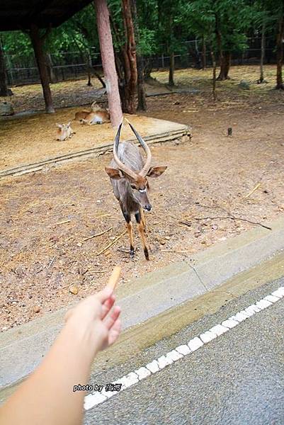 夜間動物園