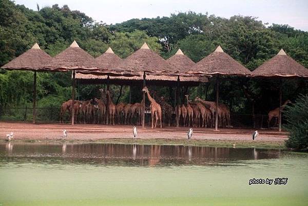 賽佛瑞野生動物園