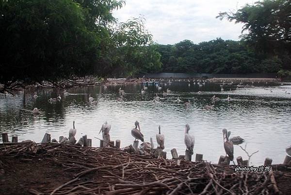 賽佛瑞野生動物園