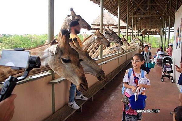 賽佛瑞野生動物園