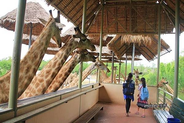 賽佛瑞野生動物園