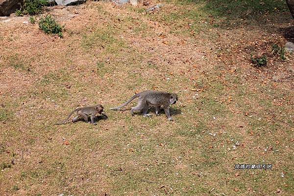 新竹動物園72