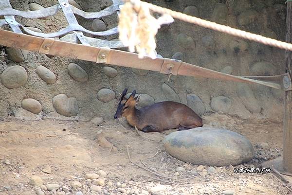 新竹動物園76-2