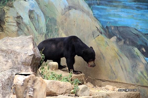 新竹動物園79