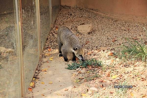 新竹動物園89