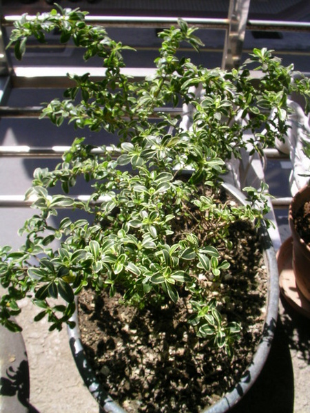 [Garden] 不知名植物