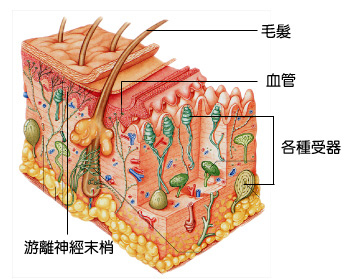 皮膚.jpg