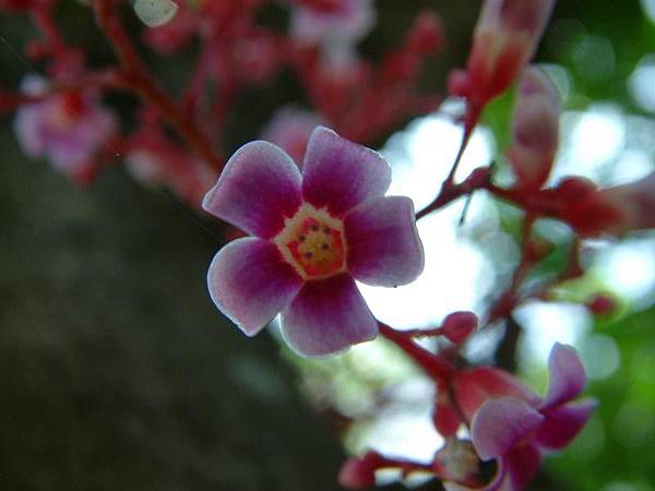 楊桃花