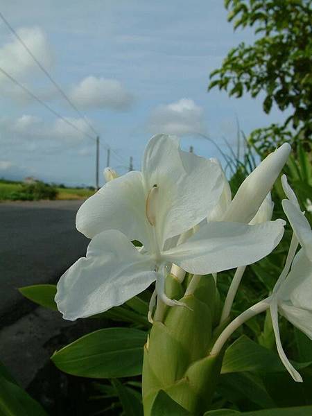 野薑花