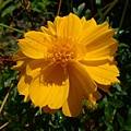 波斯菊。in LTSP