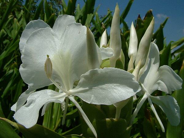 野薑花。in LTSP