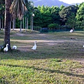 20130806-064301.jpg