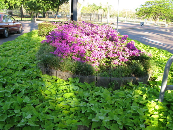 路邊的野花