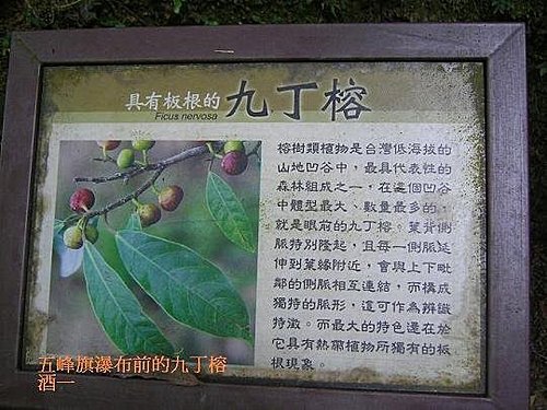 原來它的名字就叫 九丁榕