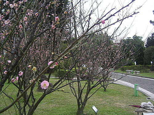 旁邊也有一叢叢粉紅色的梅花 也是十八片花瓣2.jpg