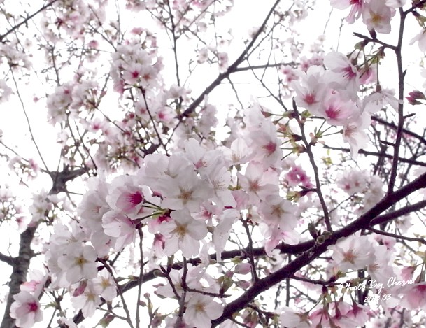 2013陽明山花季002 2013陽明山花季002