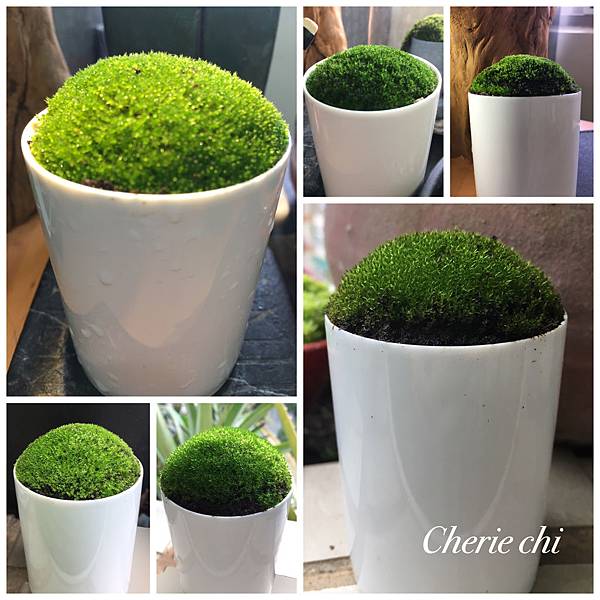 Moss Fairy 墜入青苔界的精靈 Cheriechi瑜姬美美的部落格 痞客邦
