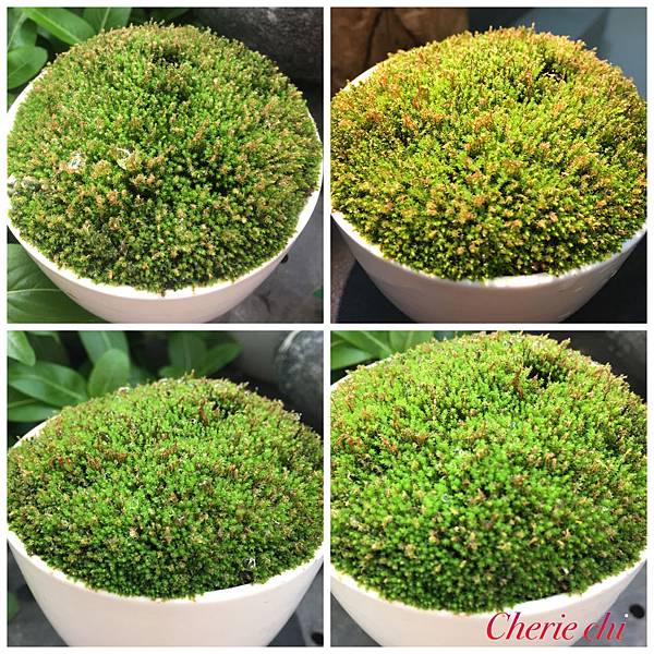 Moss Fairy  墜入青苔界的精靈