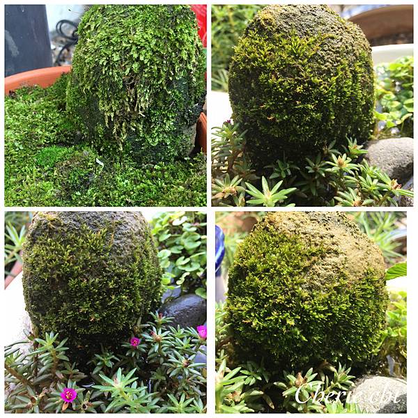 Moss Fairy  墜入青苔界的精靈