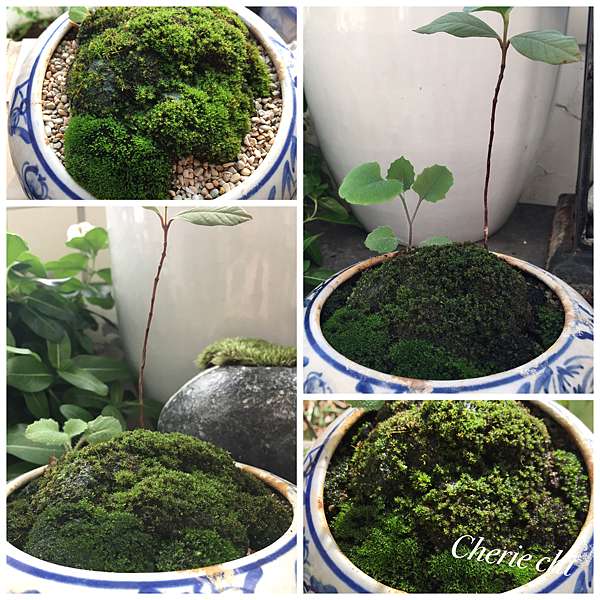 Moss Fairy 墜入青苔界的精靈 Cheriechi瑜姬美美的部落格 痞客邦