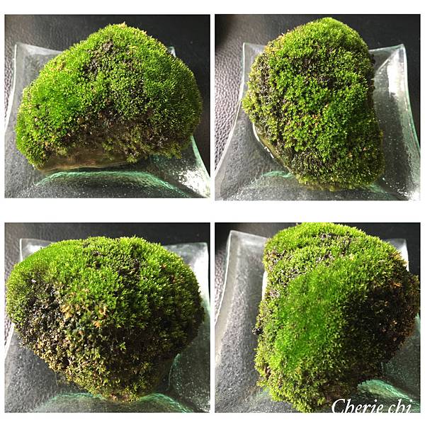 Moss Fairy  墜入青苔界的精靈