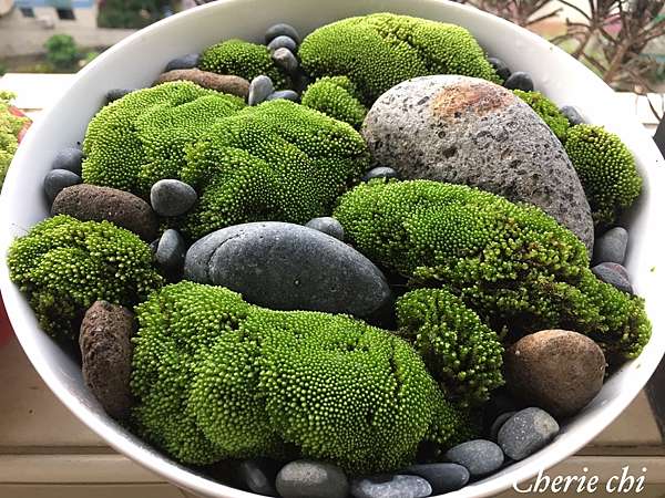 Moss Fairy 墜入青苔界的精靈 Cheriechi瑜姬美美的部落格 痞客邦 Moss Fairy 墜入青苔界的精靈 Cheriechi瑜姬美美的部落格 痞客邦