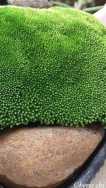 Moss Queen 青苔界的皇后-我的真蘚Bryum ar