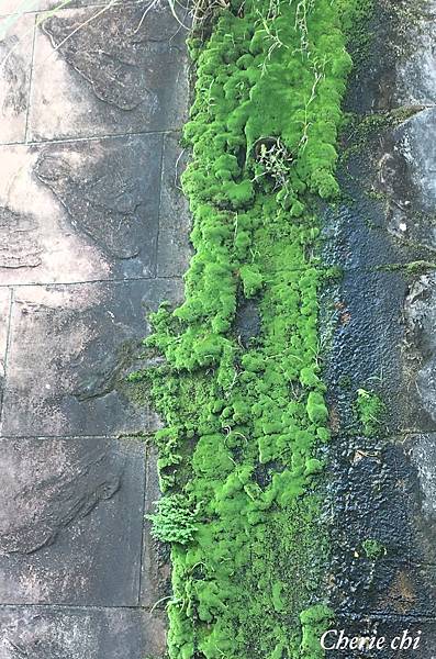 Moss Queen 青苔界的皇后-我的真蘚Bryum ar