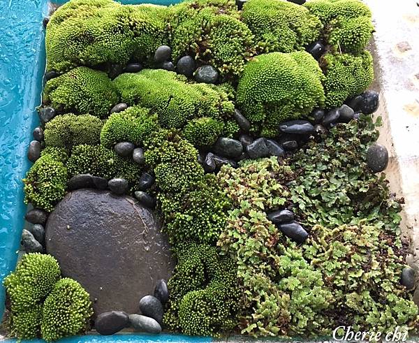 Moss Queen 青苔界的皇后-我的真蘚Bryum ar