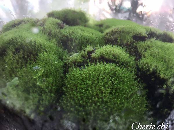 Moss Queen 青苔界的皇后-我的真蘚Bryum ar