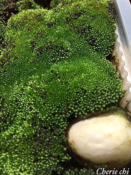 Moss Queen 青苔界的皇后-我的真蘚Bryum ar