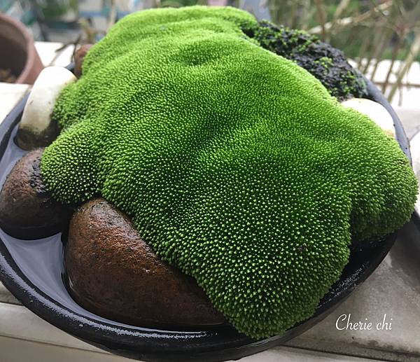 Moss Queen 青苔界的皇后-我的真蘚Bryum ar