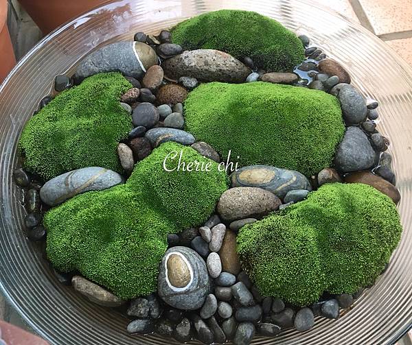 Moss Queen 青苔界的皇后-我的真蘚Bryum ar