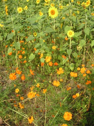 PICT0234.JPG