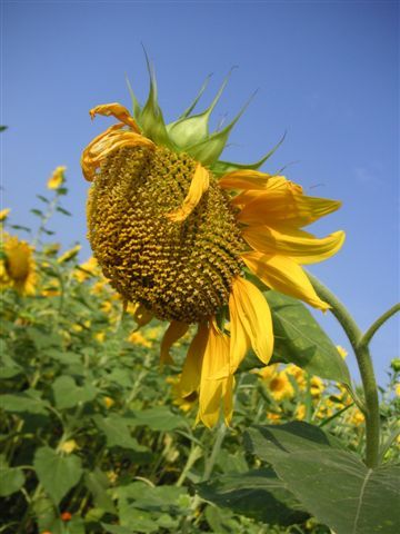 PICT0241.JPG