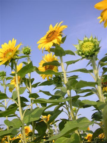 PICT0196.JPG