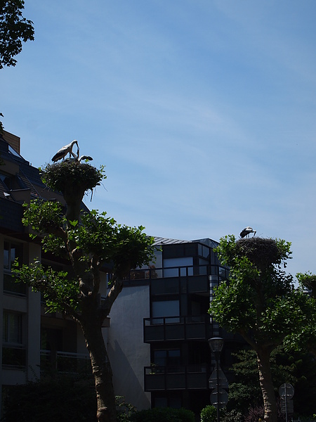P6252654.JPG