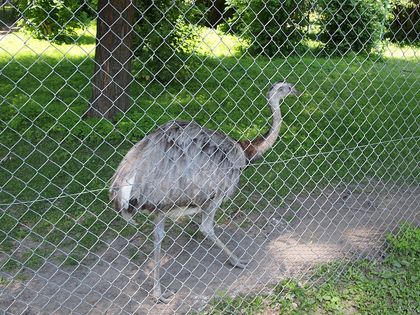 大公園裡有動物園