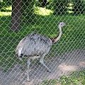 大公園裡有動物園