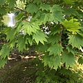 IMG_0890.JPG
