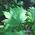 IMG_0898.JPG