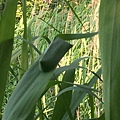 IMG_0900.JPG