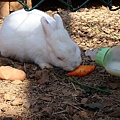 照片證明-小兔愛吃紅蘿蔔，不愛喝奶