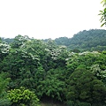 天上山，居高臨下拍桐花