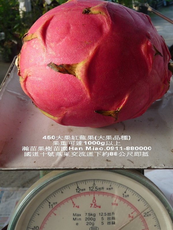 450品種紅龍果(大果、可達1000g以上)瀚苗果樹苗園0911-880000