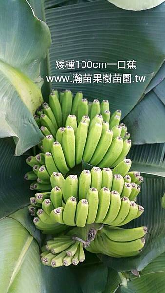 越南矮蕉