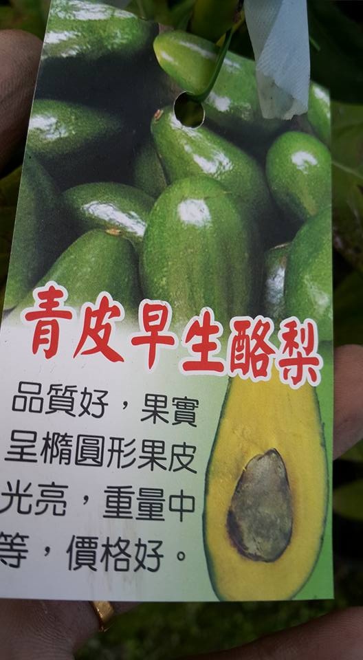 青皮酪梨 早生品種 瀚苗果樹苗園han Miao 0911 0000新興果樹 上百種水果苗推廣 瀚苗果樹苗園han Miao 新興果樹 上百種水果苗推廣0911 0000國道十號燕巢交流道下約公尺即抵